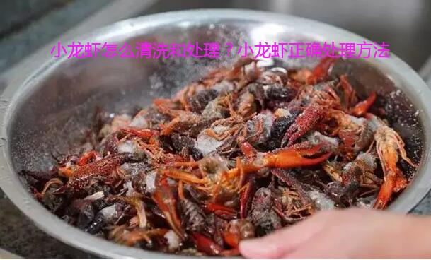 小龙虾怎么清洗和处理？小龙虾正确处理方法