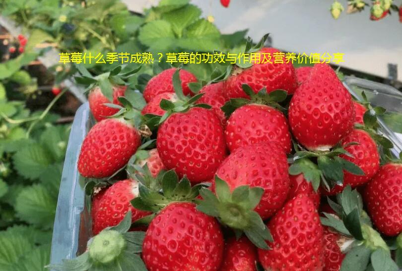 草莓什么季节成熟？草莓的功效与作用及营养价值分享