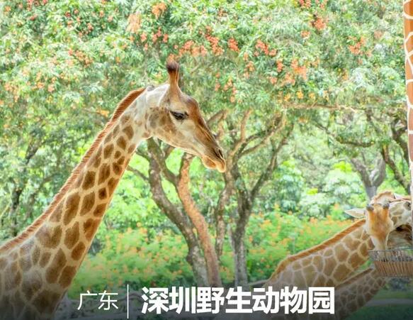 深圳野生动物园好玩吗？深圳野生动物园旅游攻略